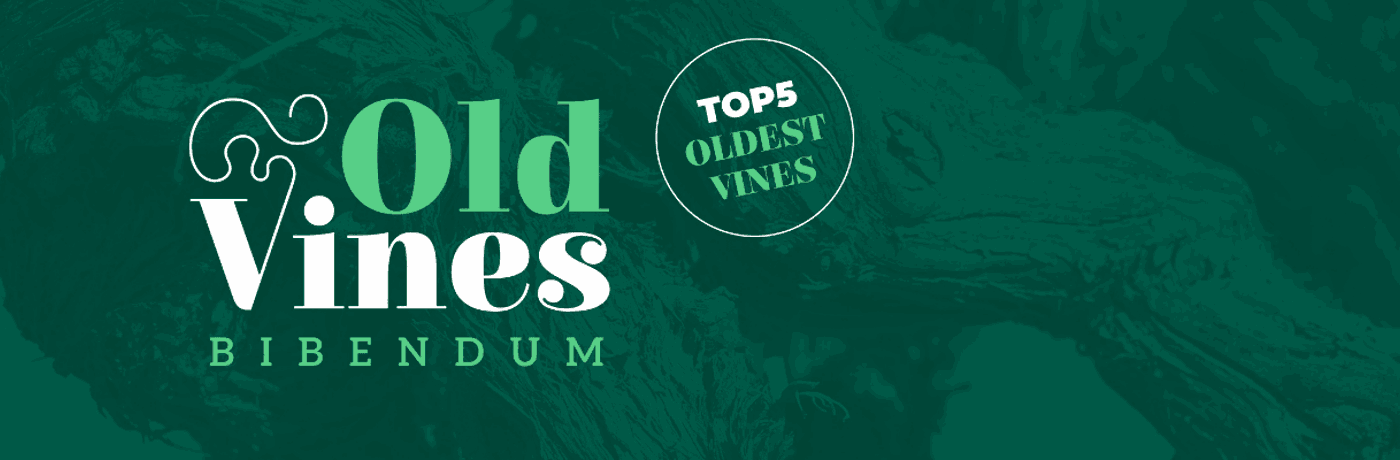 Bibendum's Oldest Vines 